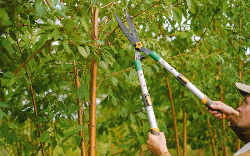 Tree trimming in Nespelem, WA